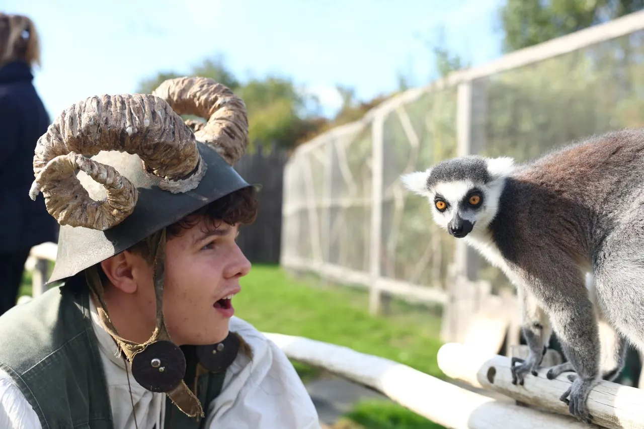 Young visitor in a horned costume hat gazes at a ring-tailed lemur in an enclosure at a wildlife park.