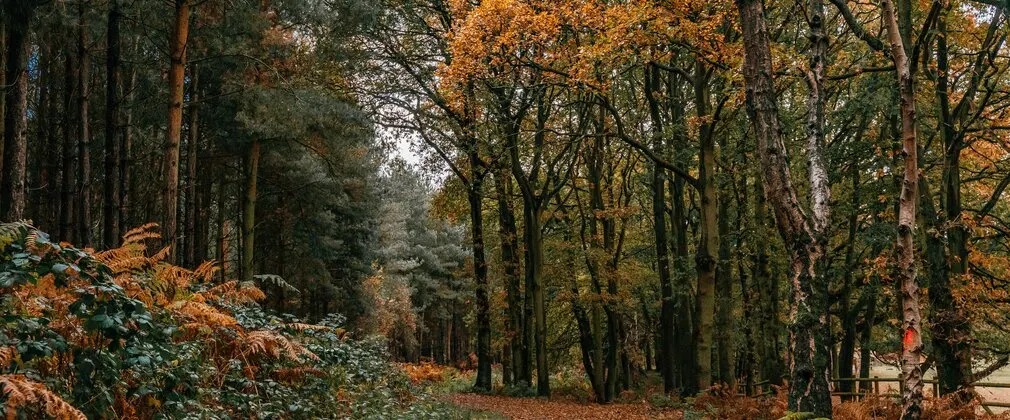 Tree-lined forest path in autumn with golden and orange foliage amongst evergreen trees.