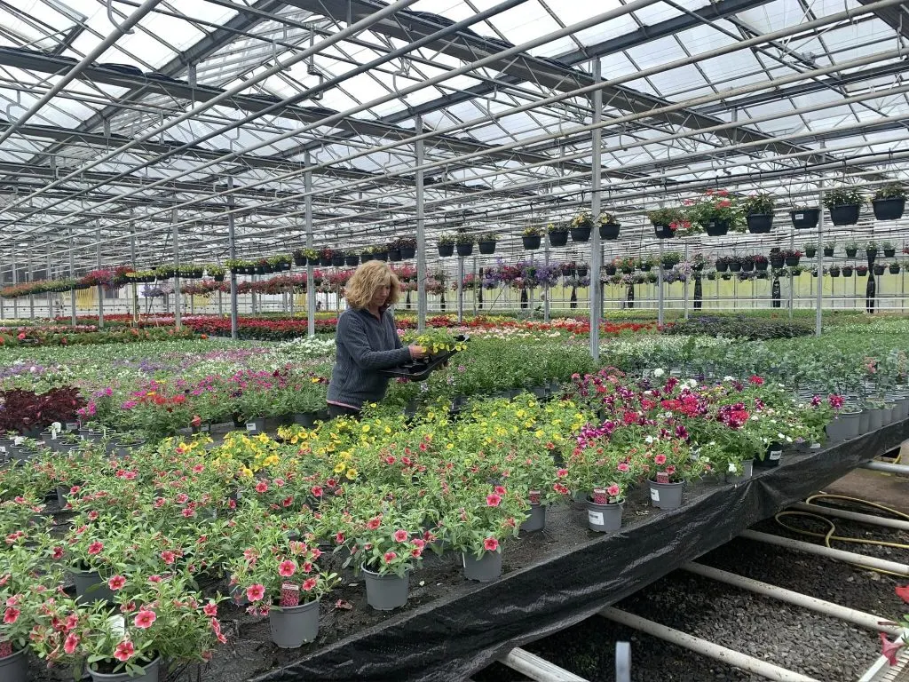 Woman browsing flowering plants in a large glass greenhouse nursery with colourful blooms in pots.