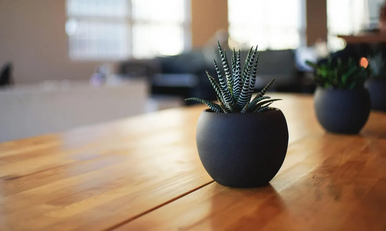 Succulent plants in black pots arranged on a wooden table in a bright, sunlit interior space.
