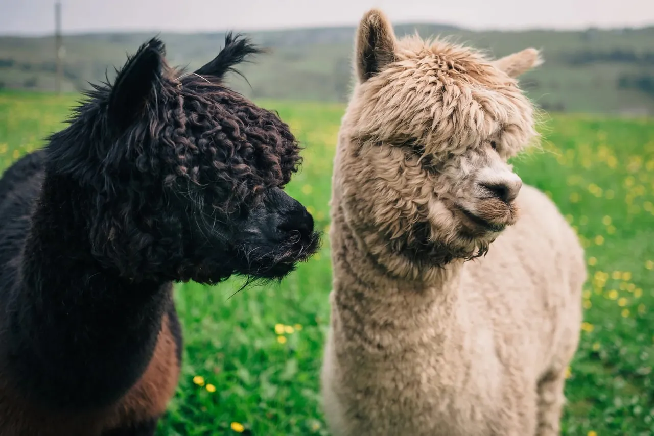 Two alpacas, one black and one cream-coloured, standing together in a green pasture dotted with yellow flowers.