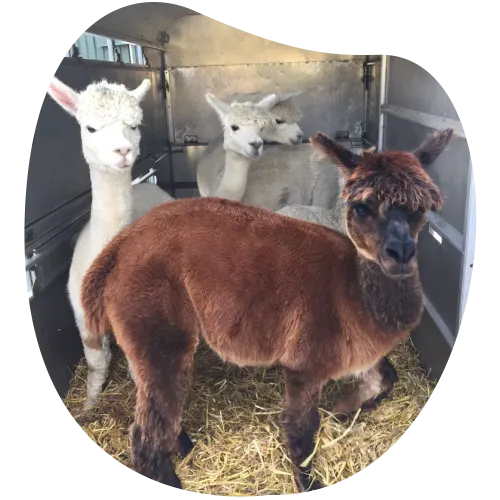 Four alpacas standing in a trailer or enclosed space with straw bedding.