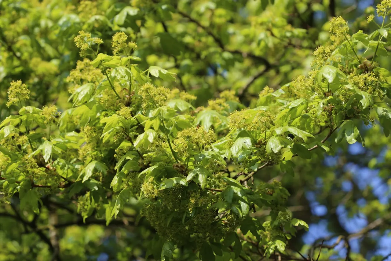Close-up of yellow-green flowering tree blossom with fresh spring foliage and branches.