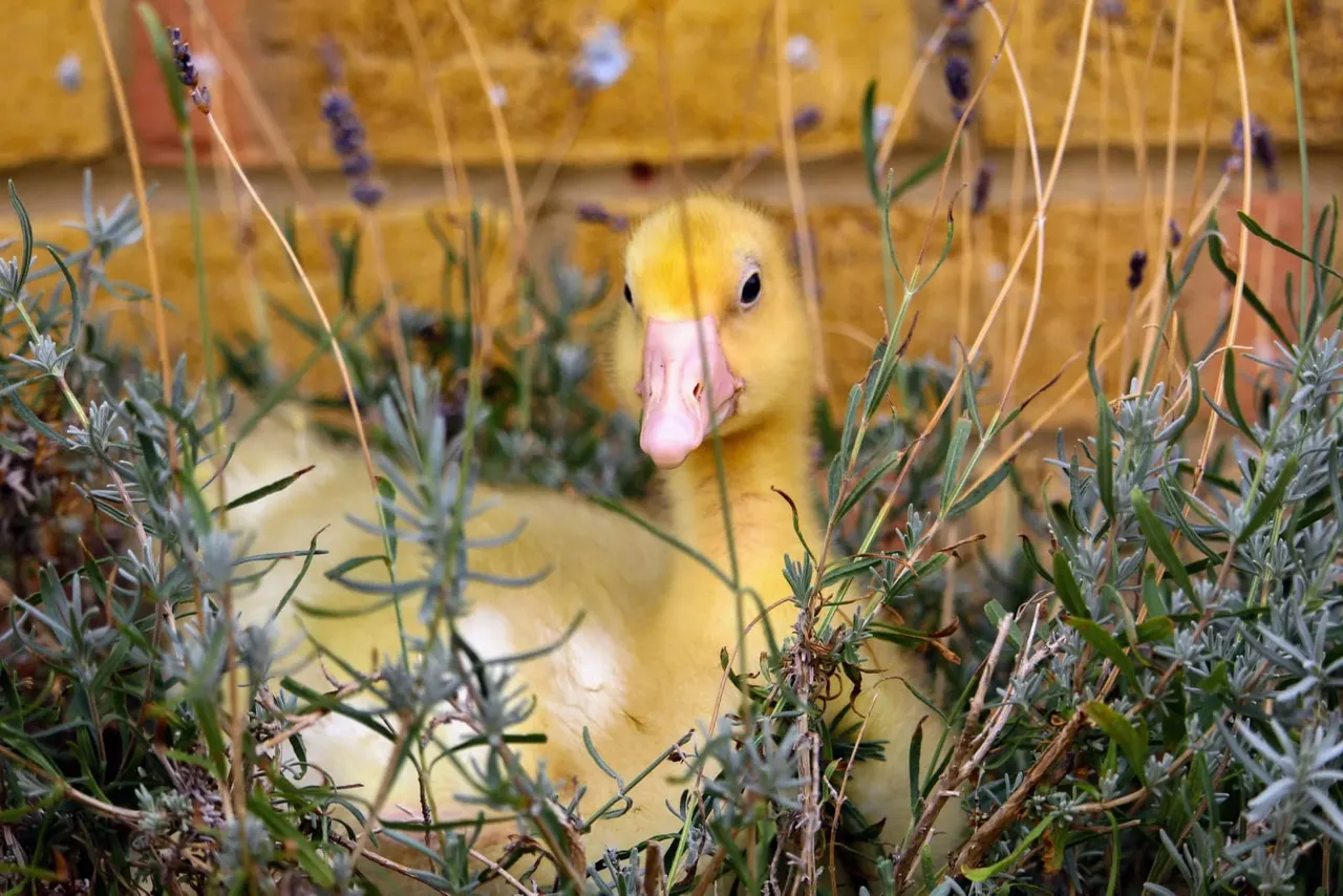 Young duckling with yellow plumage and pink bill among lavender plants in a farmyard setting.