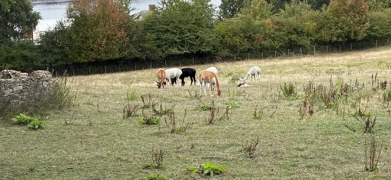 Several goats grazing in a grassy field with trees and fencing in the background.