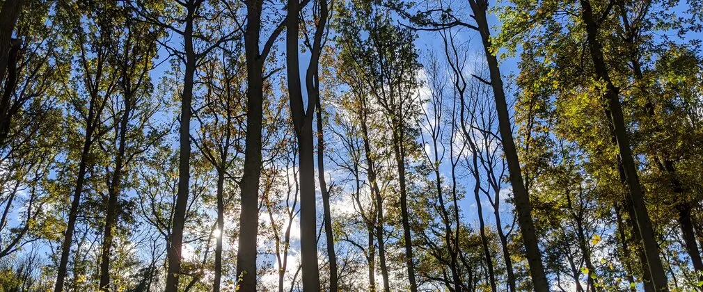 Tall trees with sparse canopy and spring foliage, looking upward towards bright blue sky on a sunny day.