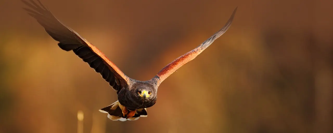A large bird of prey flying directly towards camera with wings spread wide against a brown blurred background.