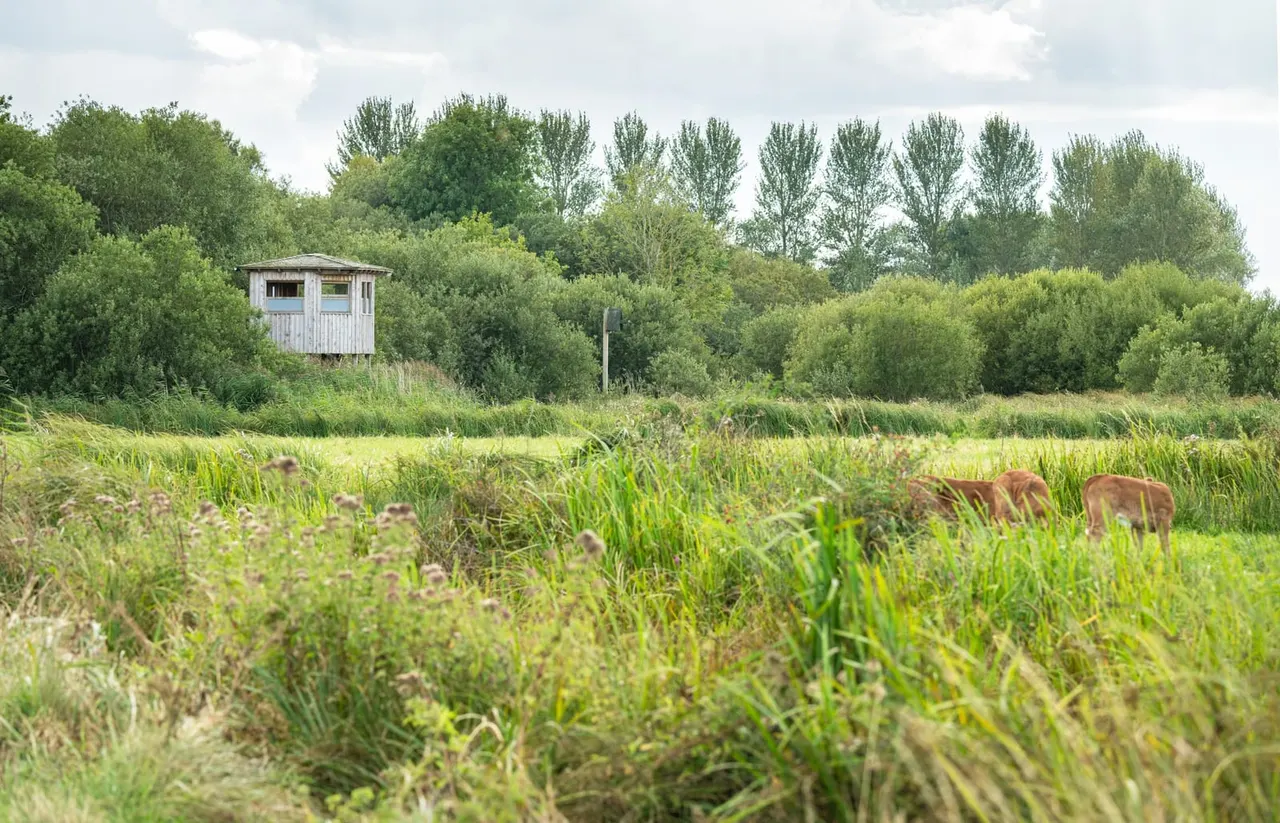 Farm animals grazing in a wetland meadow with a wooden observation hide and tree-lined horizon.