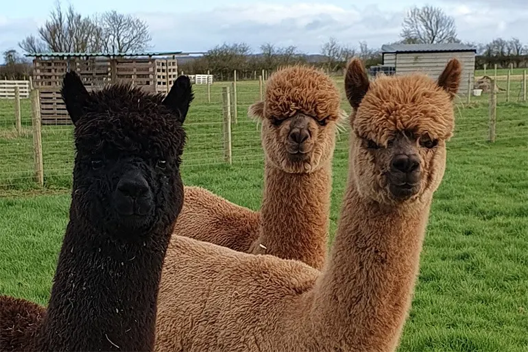 Three alpacas, one black and two brown, stand in a grassy paddock with farm buildings and fencing in the background.