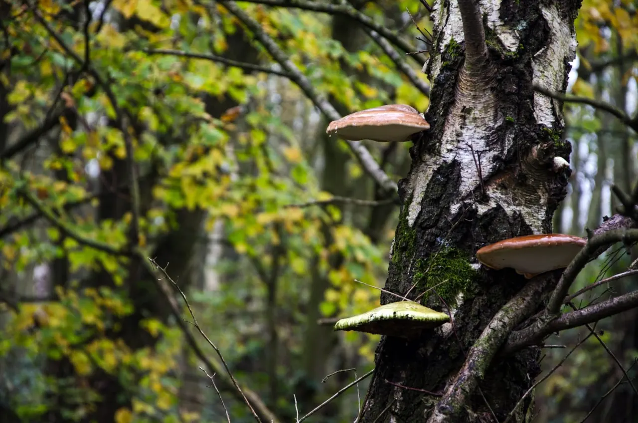Woodland & Forest in Coventry