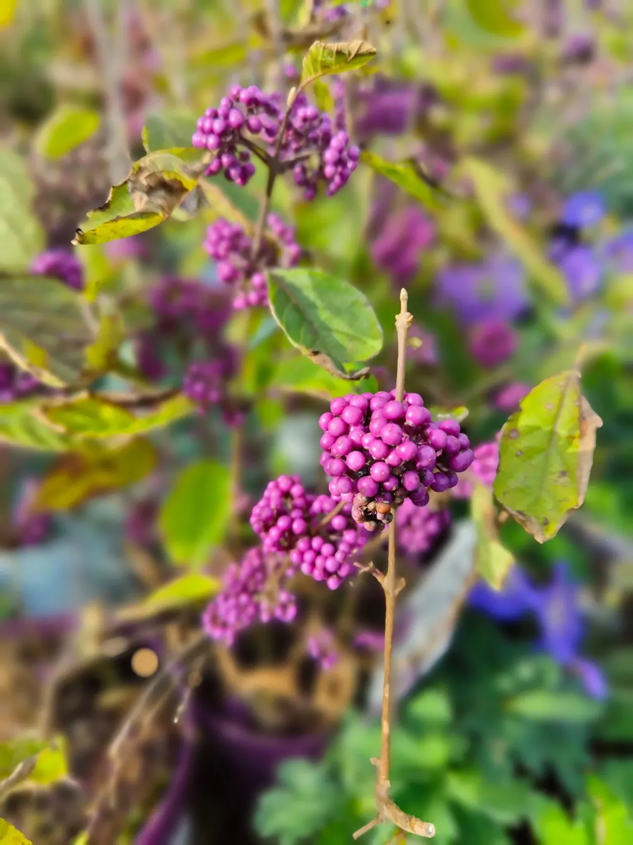 Close-up of purple berries clustered on stems with green leaves and a bee visiting the flowers.