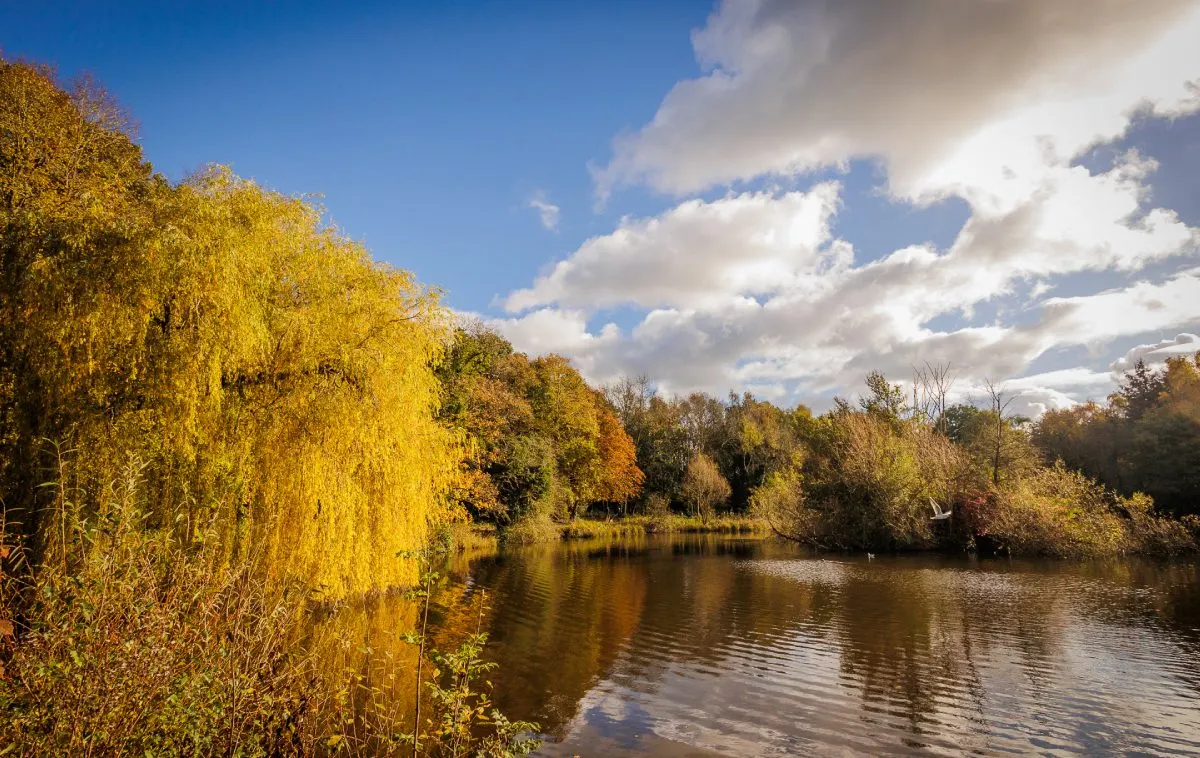Autumn riverside landscape with golden willow trees reflected in calm water under blue sky with white clouds.