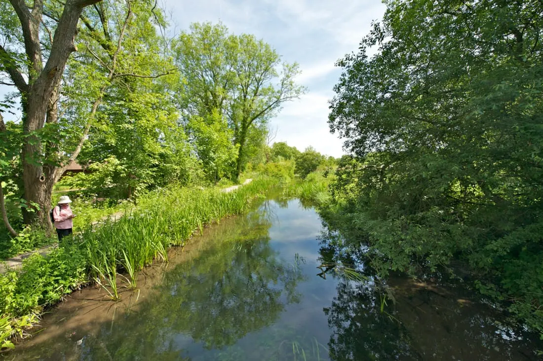 Person in pink jacket standing on towpath beside calm canal lined with lush green trees and reeds.