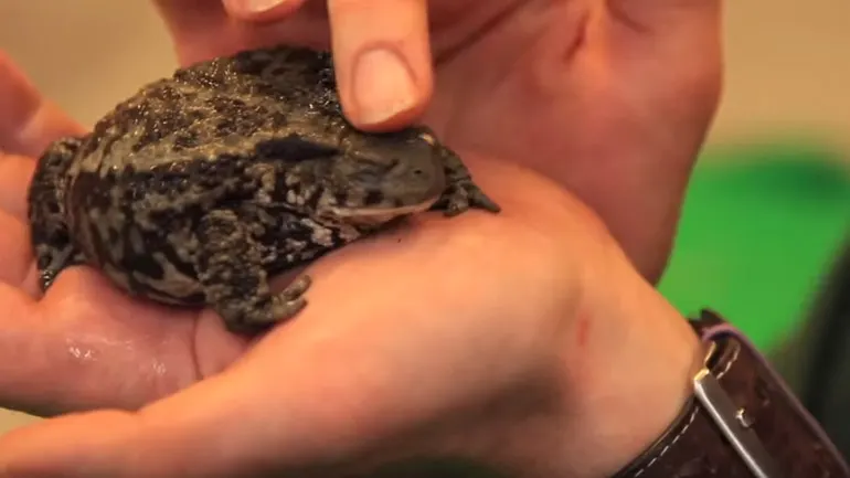 Person holding a small toad in their hands during a close-up encounter.