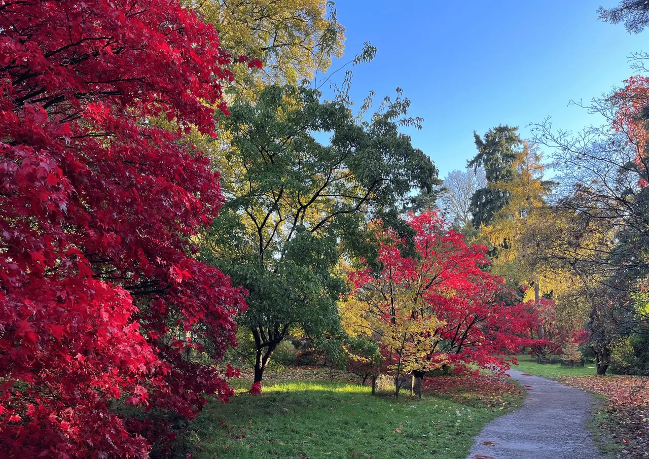 Autumn garden path lined with trees displaying vibrant red and golden foliage under clear blue sky.