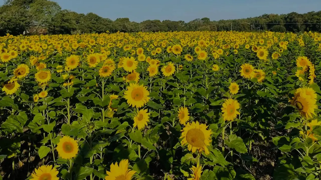 Pick-Your-Own & Pumpkin Patches in Southampton