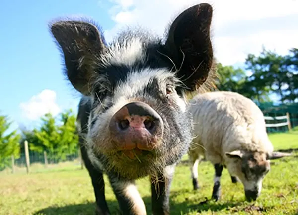 A black and white pig facing the camera in a sunny pasture with another farm animal grazing behind it.