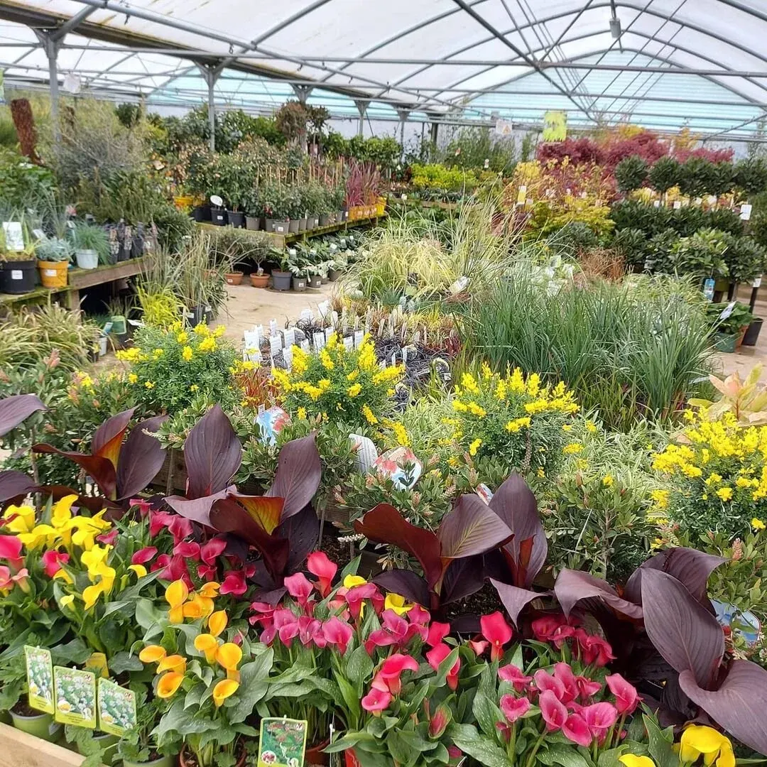 Interior of a garden centre glasshouse displaying colourful flowering plants and ornamental grasses for sale.