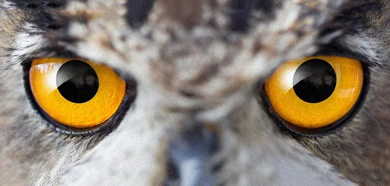 Close-up of an owl's face showing distinctive bright yellow eyes and grey-brown plumage.