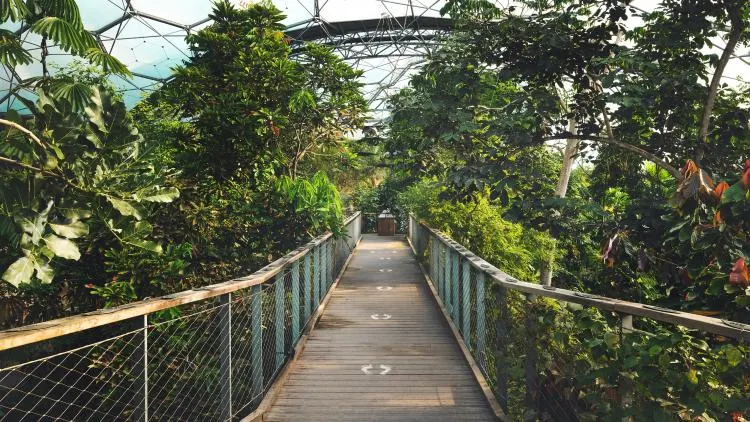 Wooden walkway with metal railings winds through lush tropical canopy beneath overhead structure.