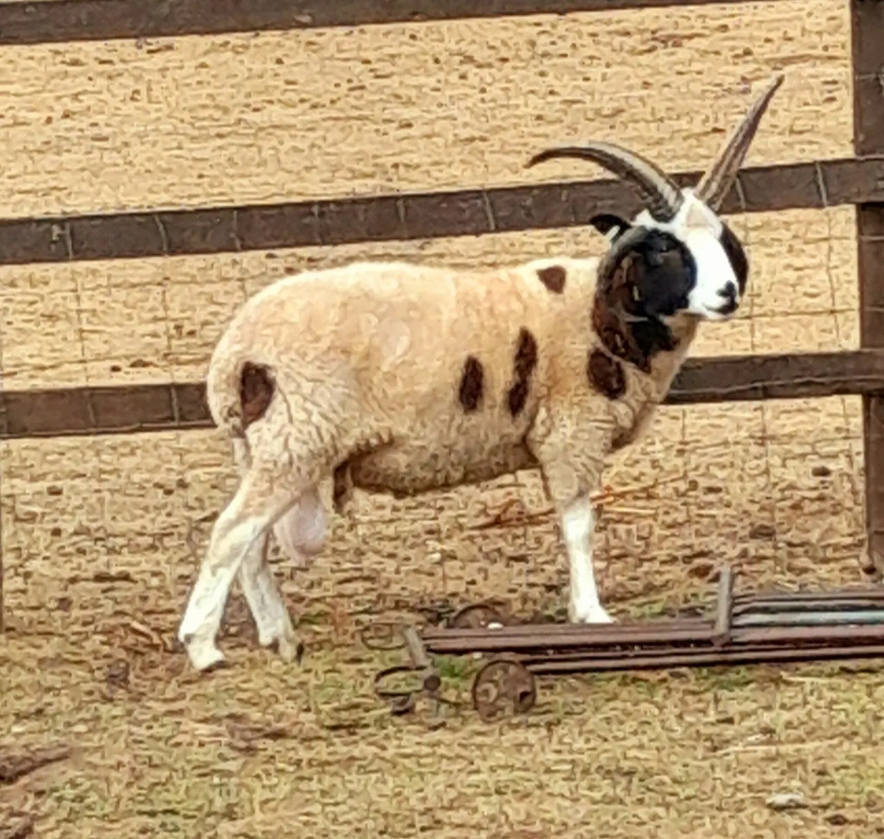 A brown and white goat with curved horns standing in a sandy enclosure against wooden fencing.