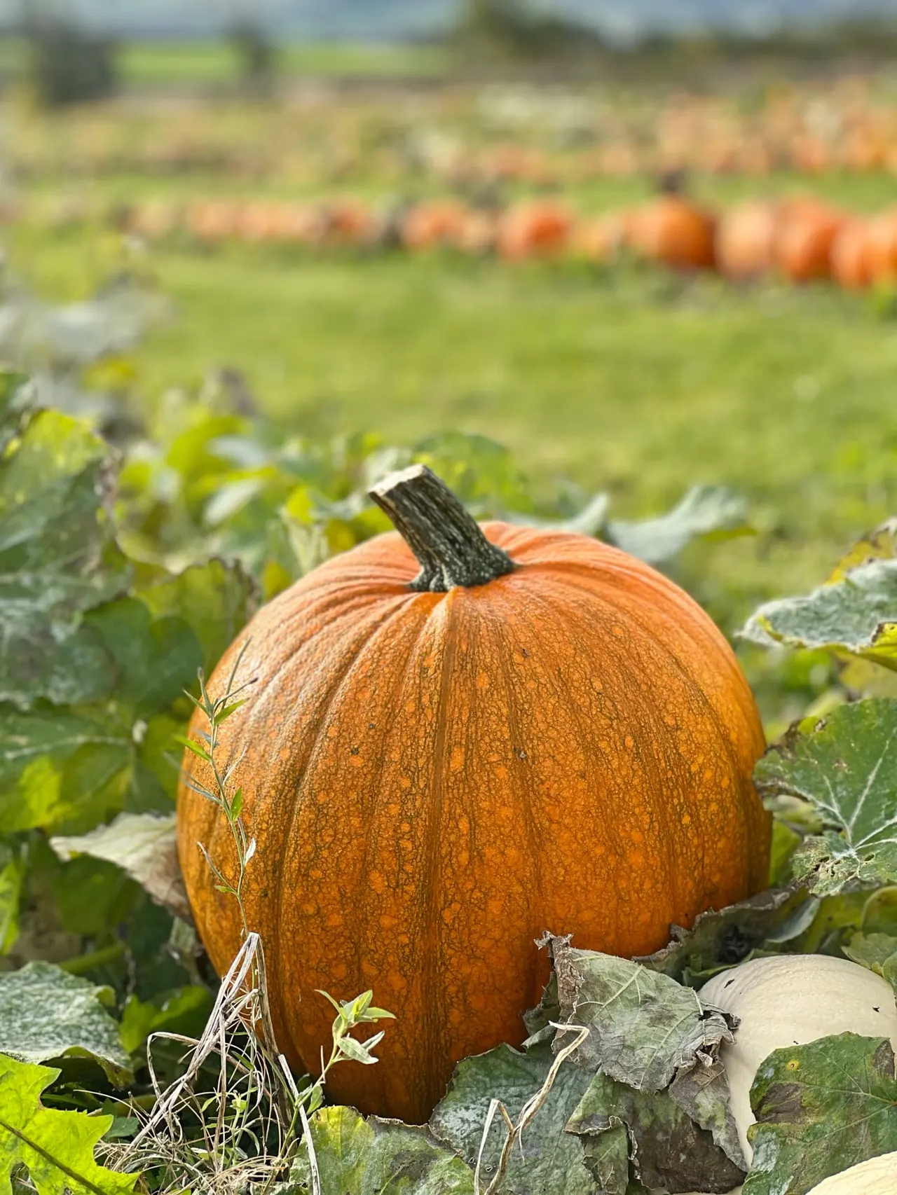 Orange pumpkin growing amongst vines in a field with more pumpkins visible in the background.