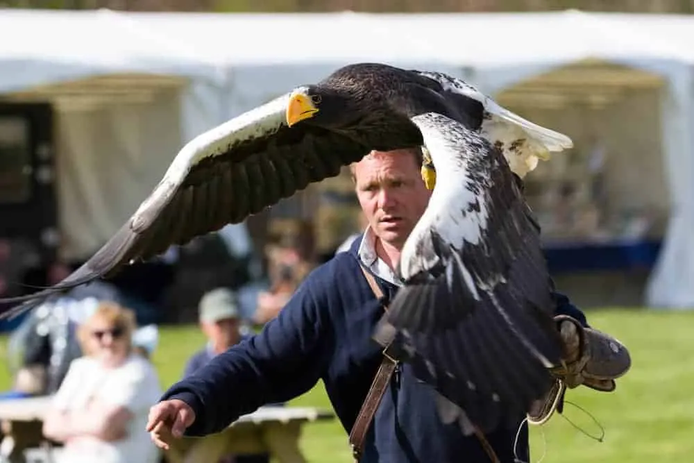 A falconer displays a large eagle with outstretched wings during an outdoor demonstration to seated spectators.