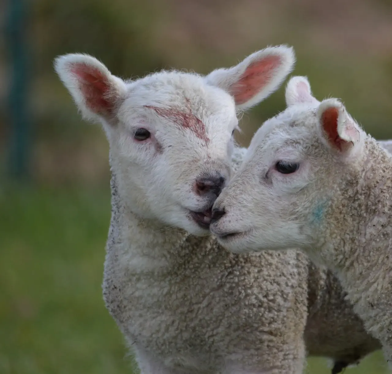 Two young white lambs standing close together outdoors with blurred green background.