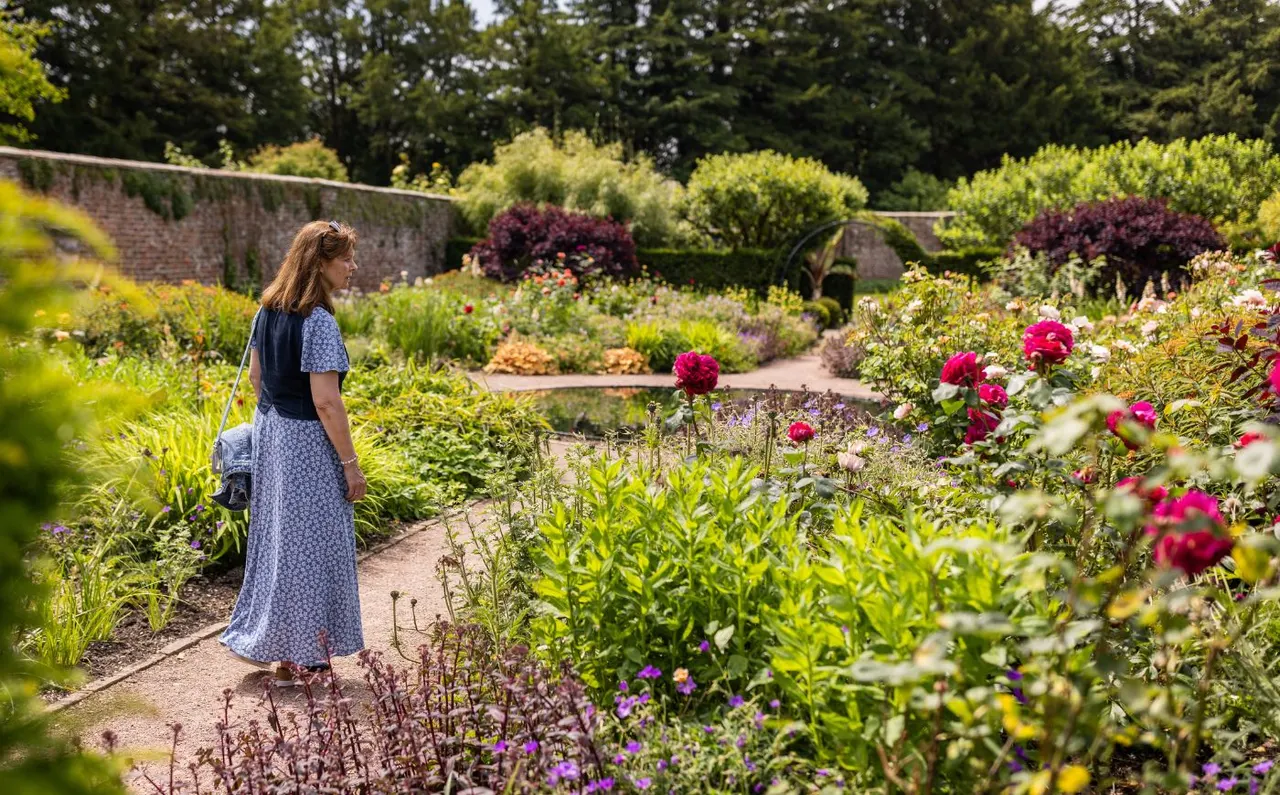 Woman strolling through a walled garden with flowering borders, roses and shrubs under summer sunshine.