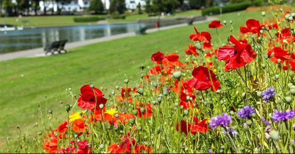 Red and orange poppies with purple flowers in a garden bed overlooking a grassy park and water.