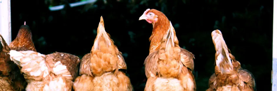 A group of brown and white hens standing together against a dark background.