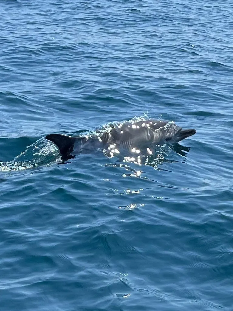 A dolphin swimming near the surface of clear blue seawater.
