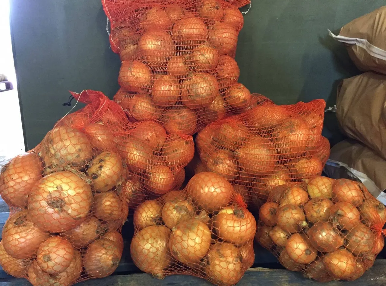 Bags of fresh onions in red mesh netting displayed against a green wall.