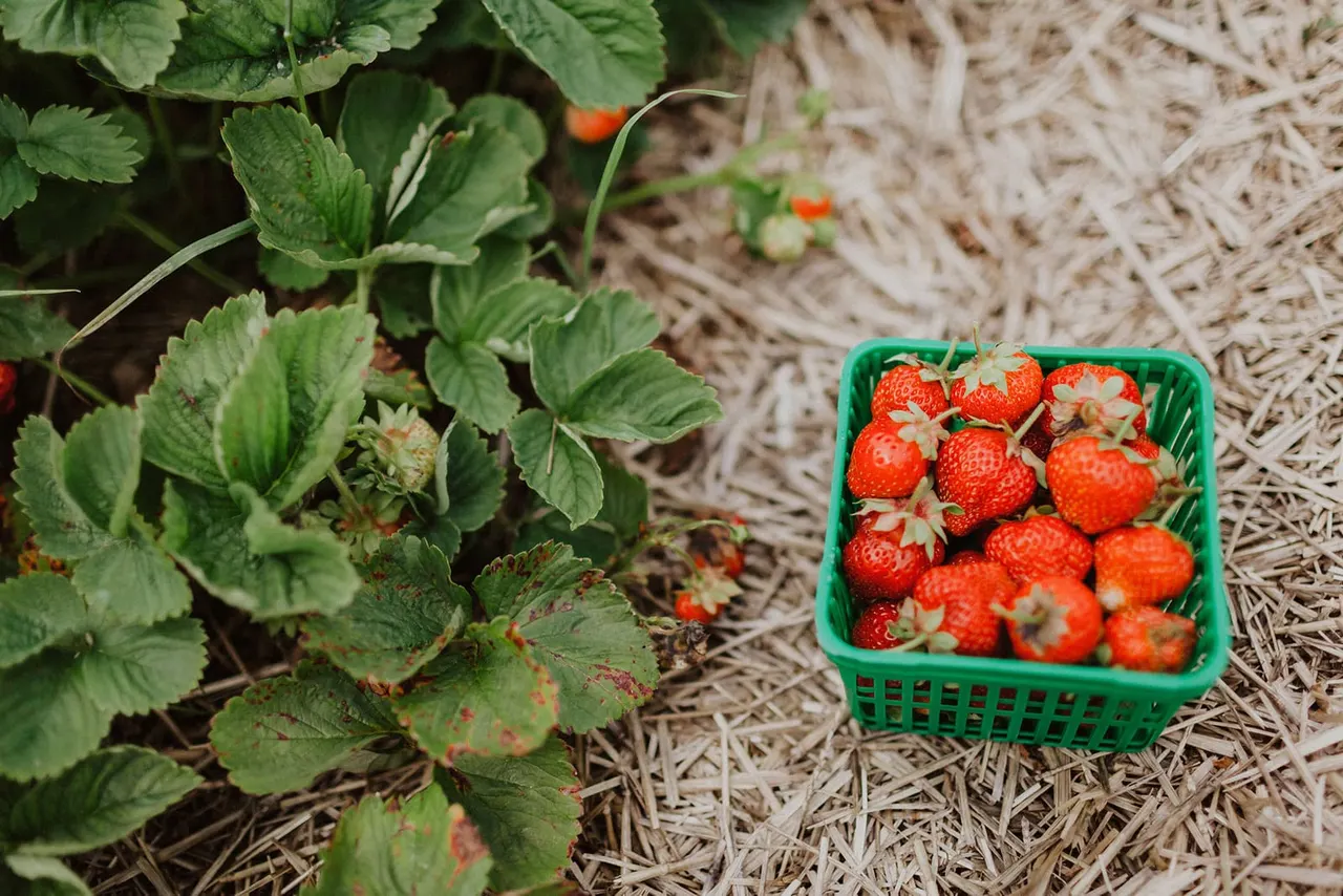 Freshly picked strawberries in a green basket beside strawberry plants with green leaves and flowers in a field.