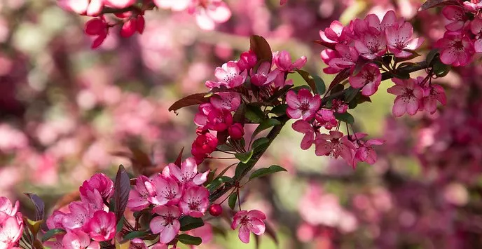 Bright pink blossoms on flowering branches with soft-focus blooms in the background.