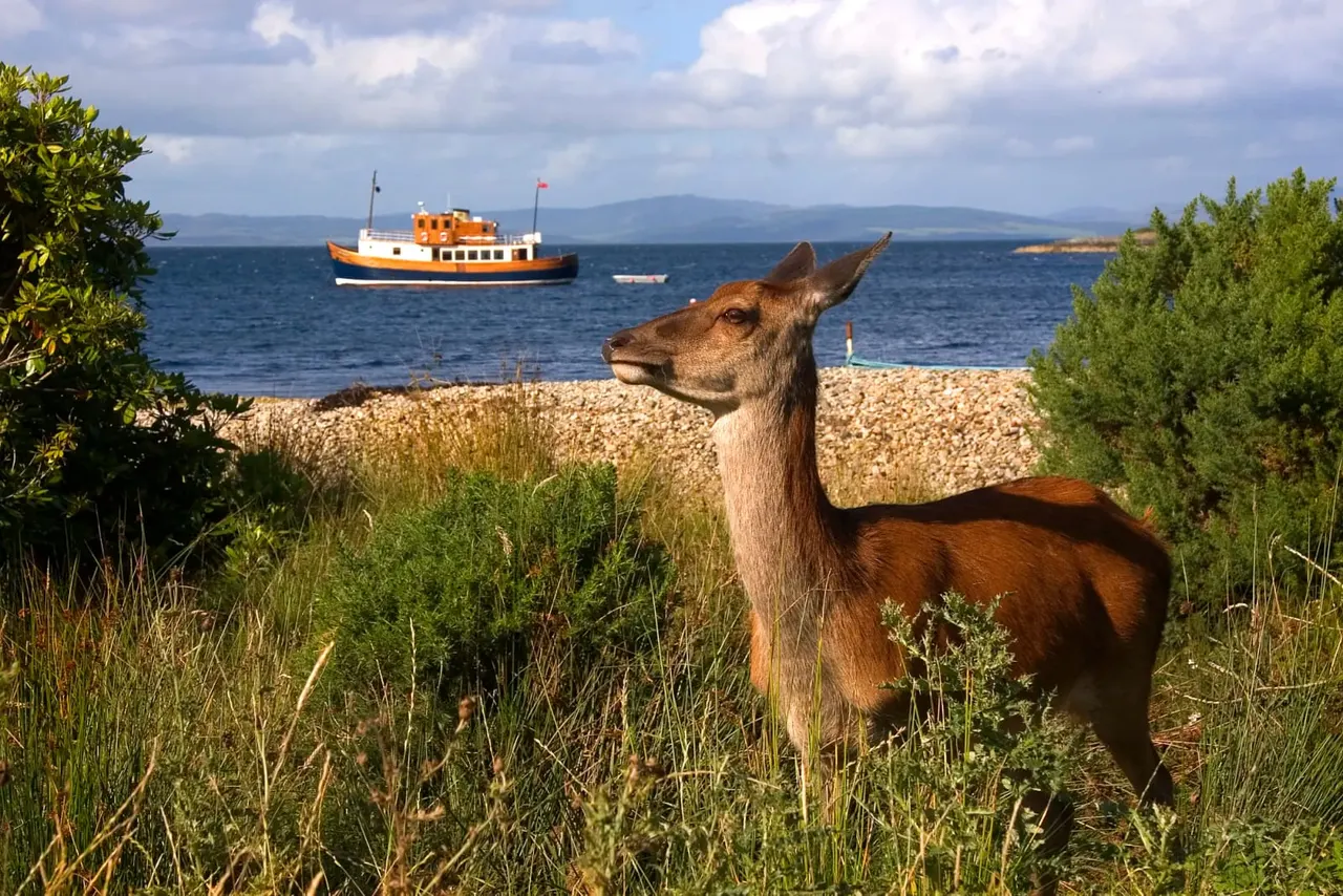 A deer stands on a shingle beach with an orange and white boat moored in the sea behind it.