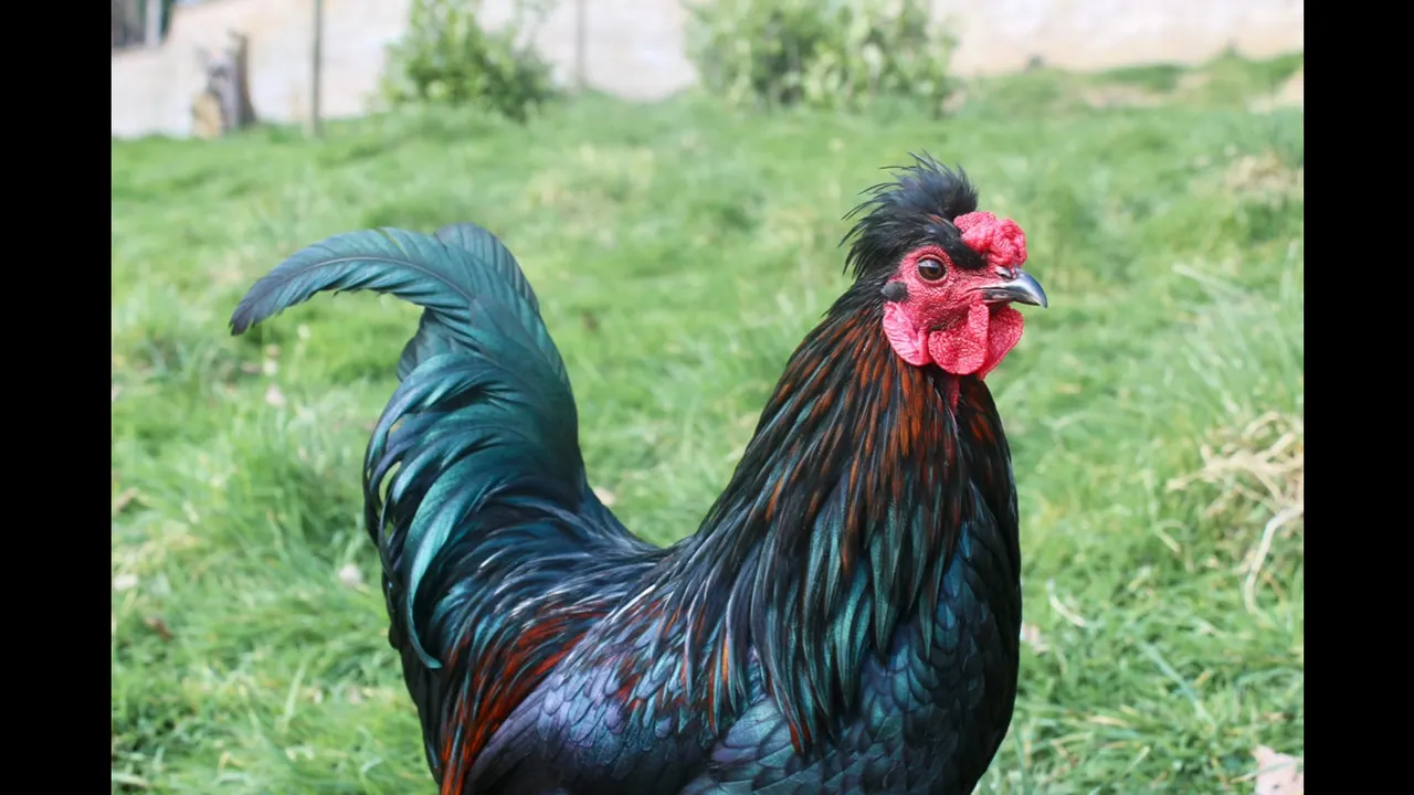 Rooster with iridescent black, blue and red plumage standing in a grassy field.
