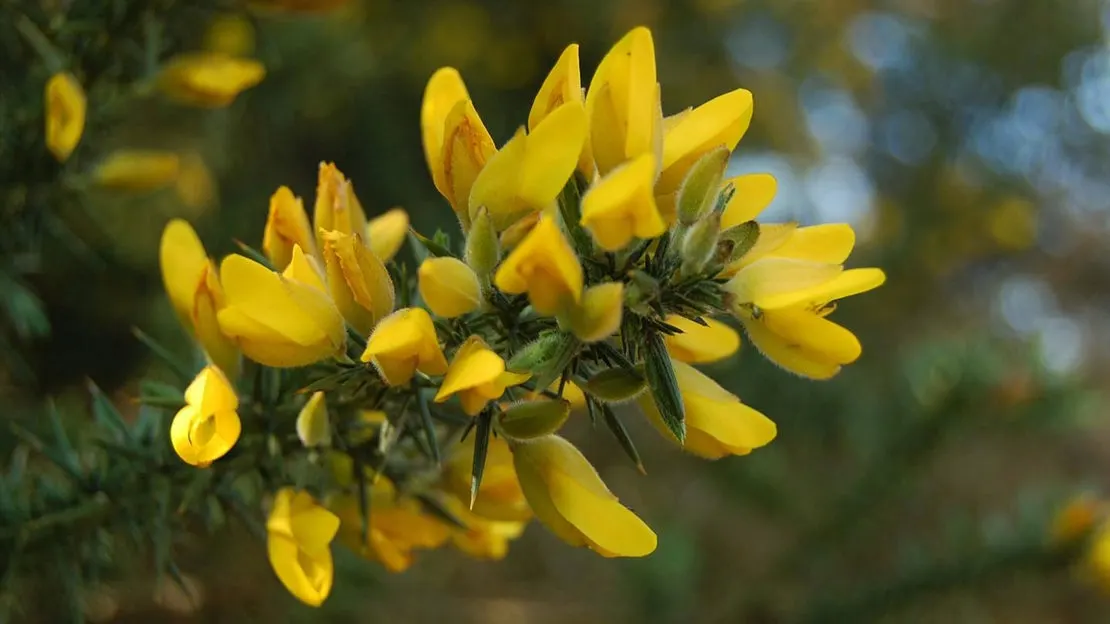 Close-up of bright yellow wildflowers in bloom against a soft green and blue blurred background.