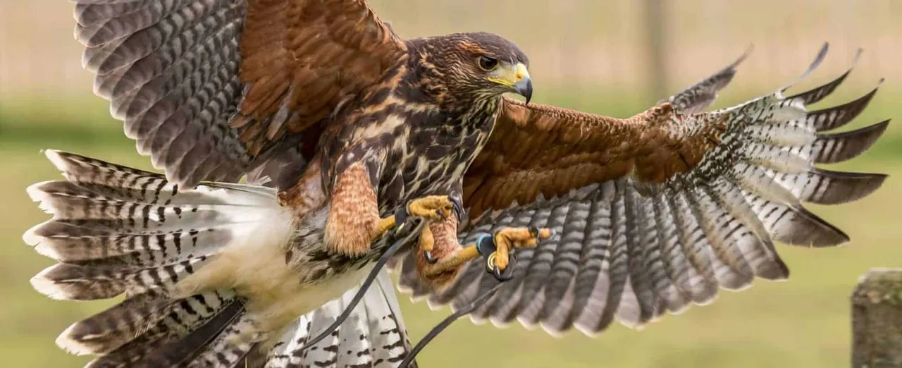 A hawk in flight with wings spread wide, showing barred plumage and yellow feet against a blurred green background.