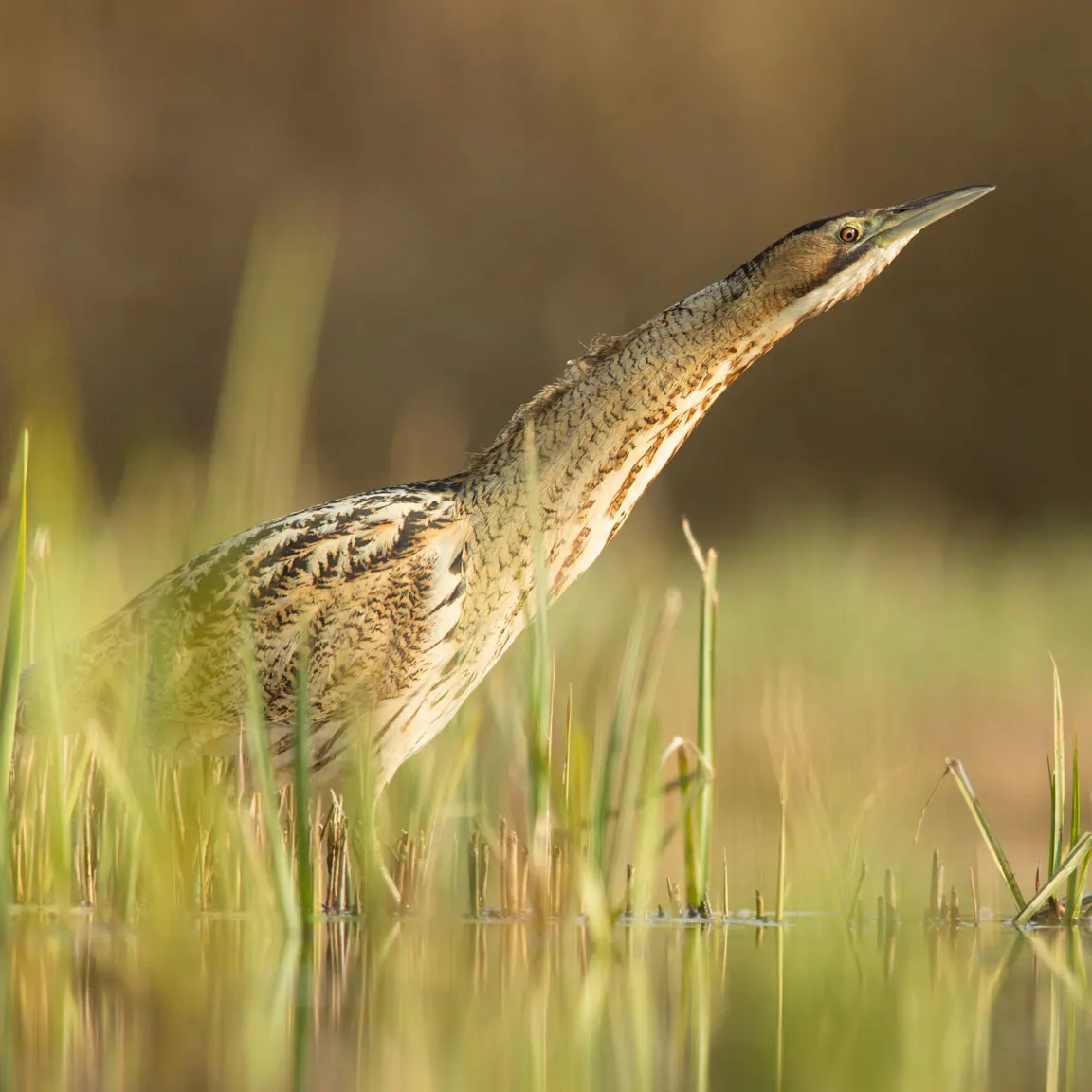A bittern wades through shallow water amongst reeds and marsh grasses.