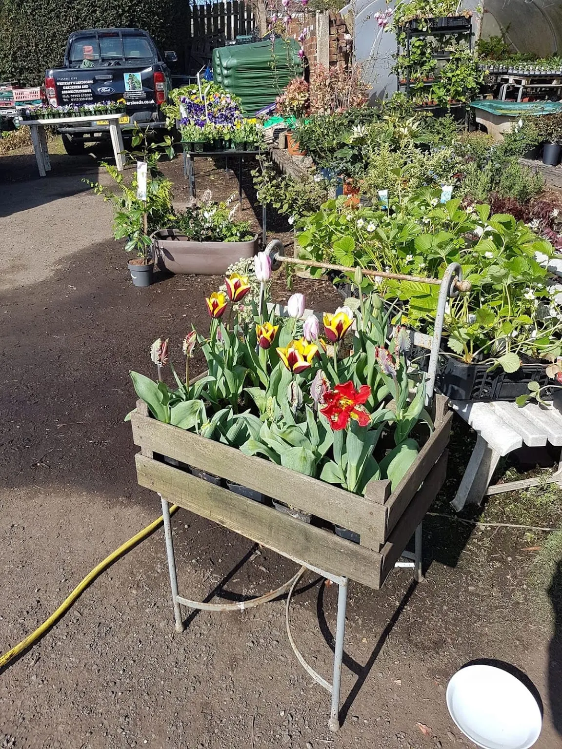 Plant nursery display with wooden raised beds containing colourful flowering plants including tulips and perennials for sale.