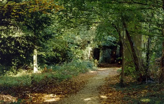 Tree-lined woodland path with dappled sunlight filtering through dense green canopy.