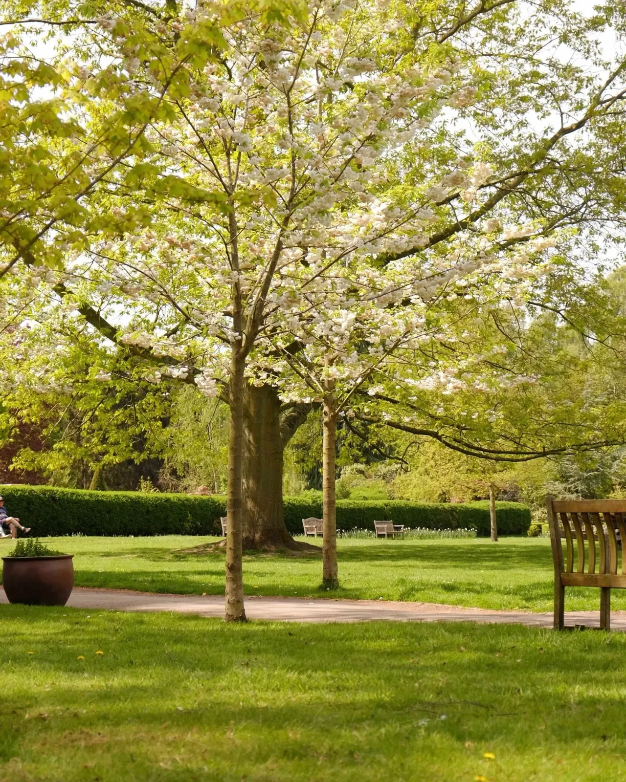 Large flowering trees with cream blossoms in a manicured park landscape with seating areas and green hedges.