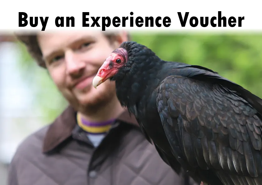 The Falconry Centre