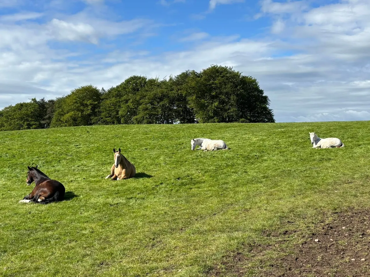 Horses and sheep resting in a green pasture with trees and blue sky in the background.