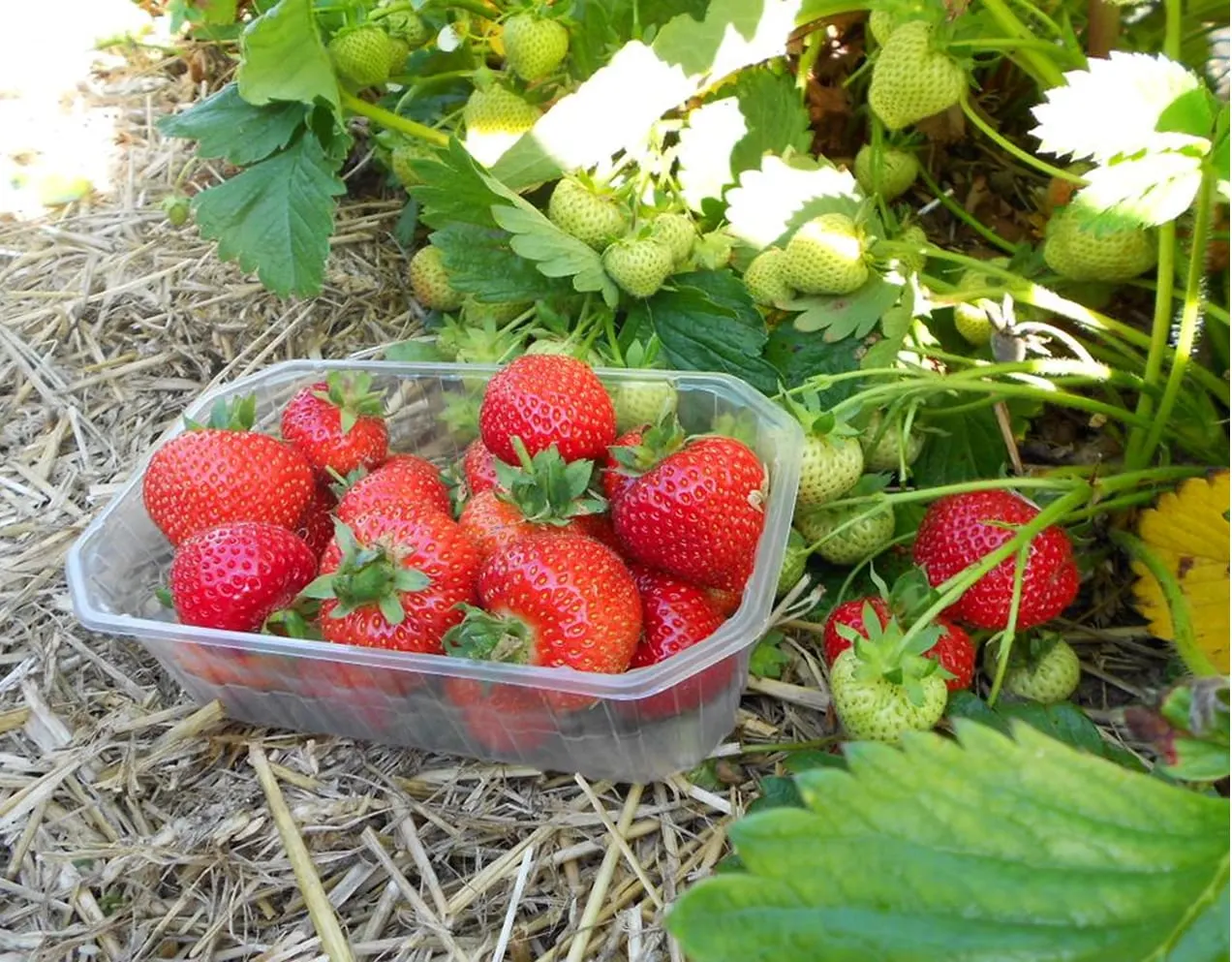 Container of ripe red strawberries in a strawberry field with green unripe berries and plants visible above.