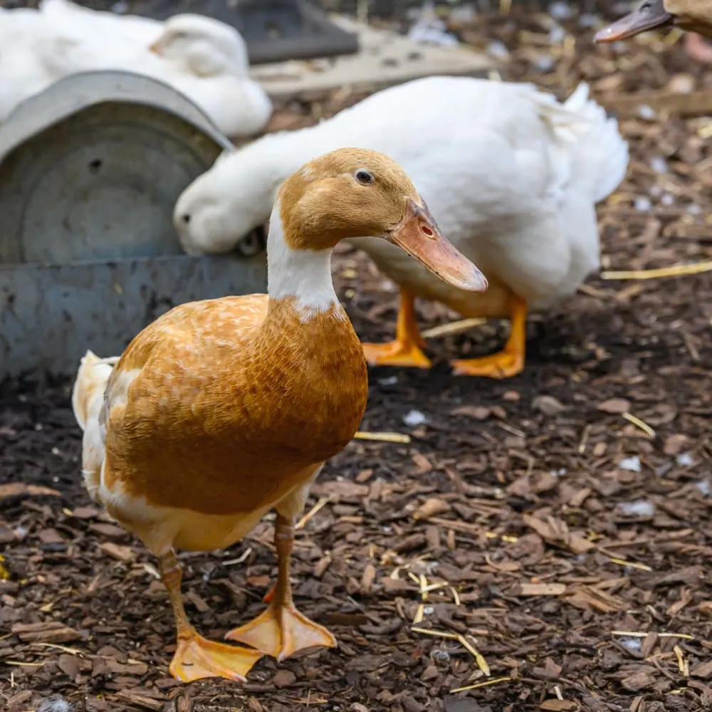 Tan and white duck standing in the foreground with white ducks and feeding containers in the background at a farm.