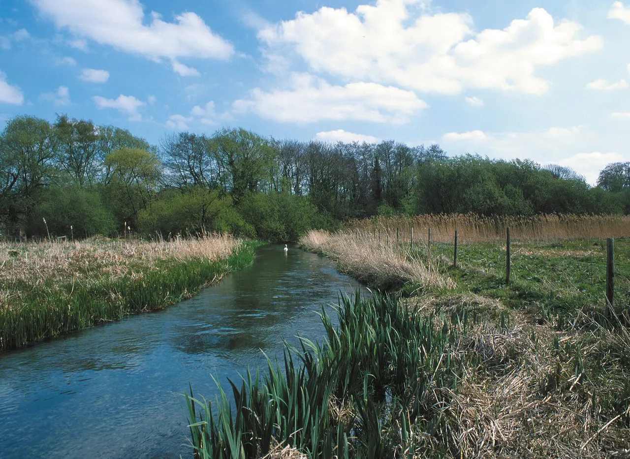 A waterfowl on a blue stream lined with reeds and trees under partly cloudy skies.