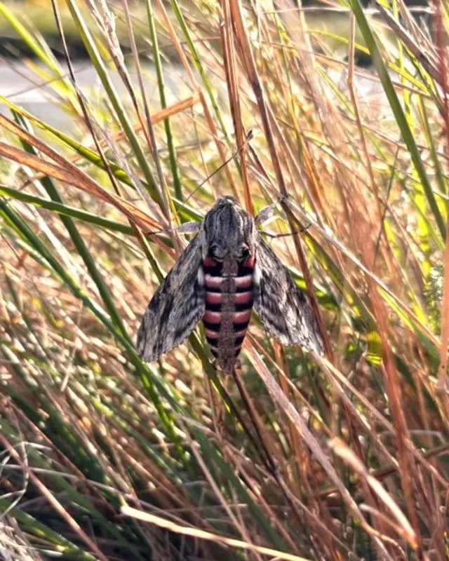 An insect with striped abdomen resting on dried grasses and reeds.
