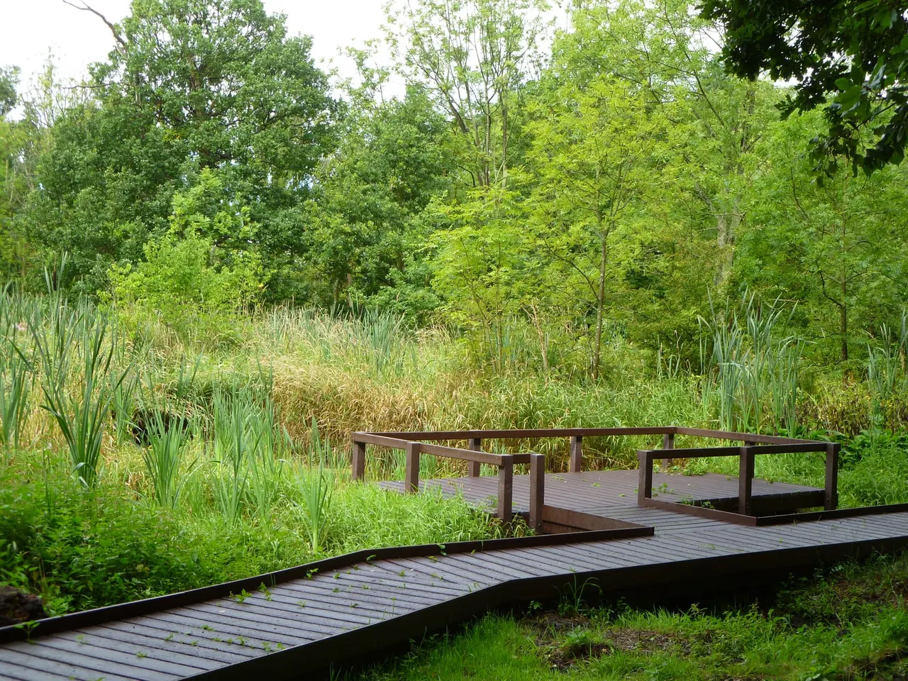 Wooden boardwalk with railings winding through wetland habitat surrounded by trees and reeds.